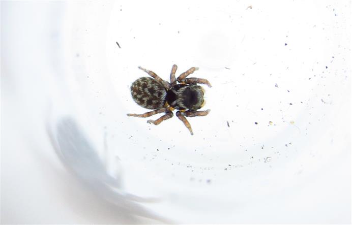 Salticidae:  Euophrys sp.